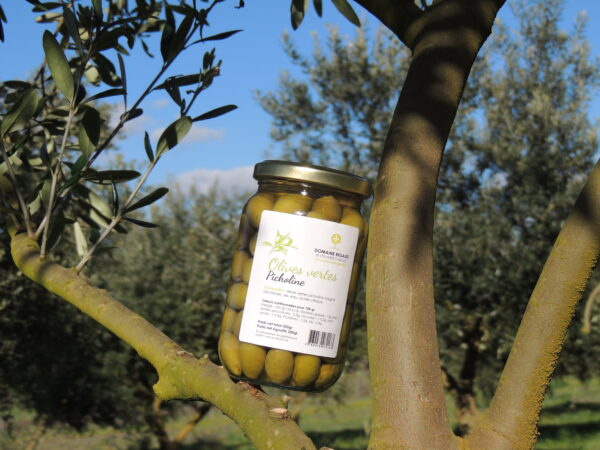 Olives vertes Picholine
